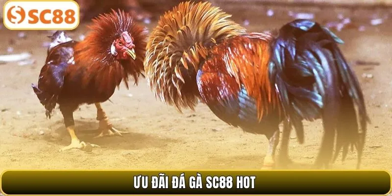Ưu đãi dành cho kê thủ khi chơi đá gà SC88 hot