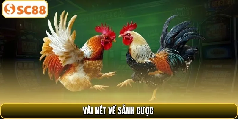 Vài nét về sảnh cược đấu kê kịch tính tại SC88